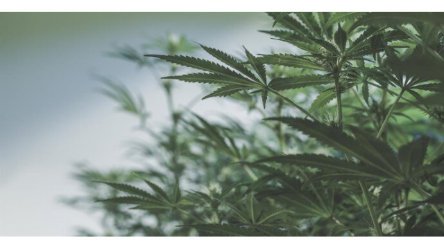 Las 10 mejores variedades indicas de marihuana
